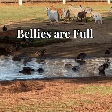 Bellies are Full