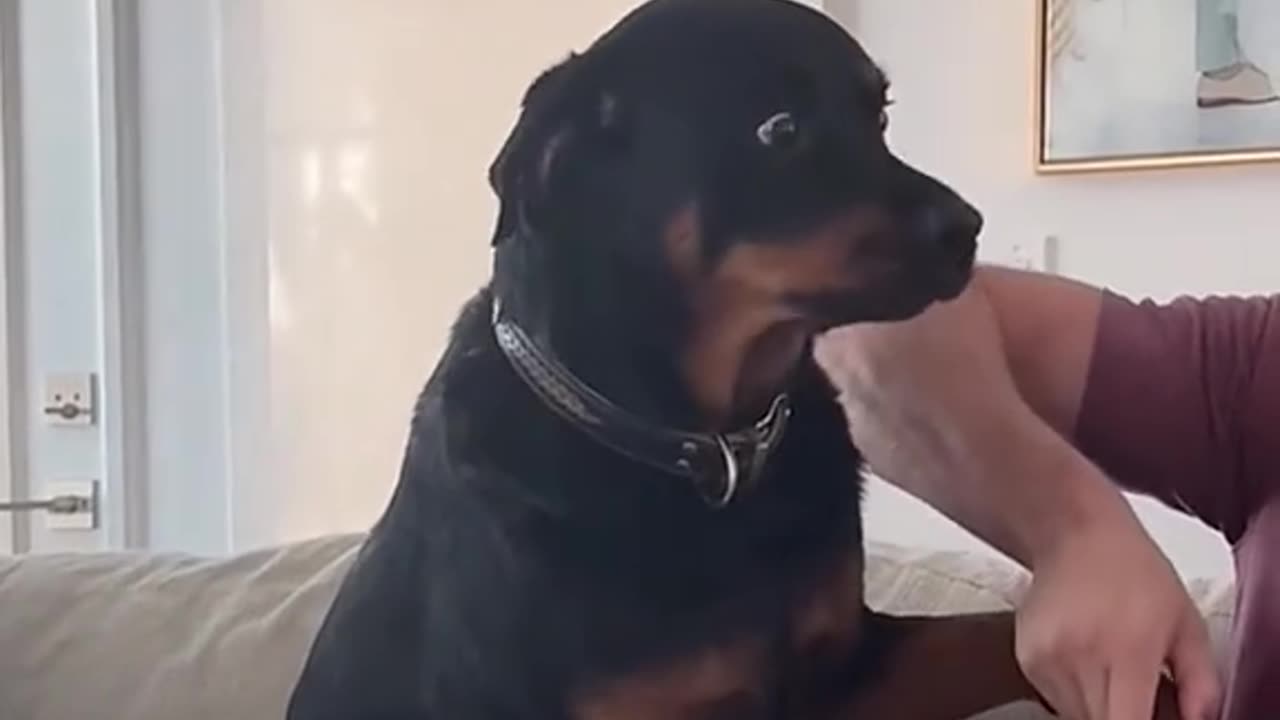 Funny pet