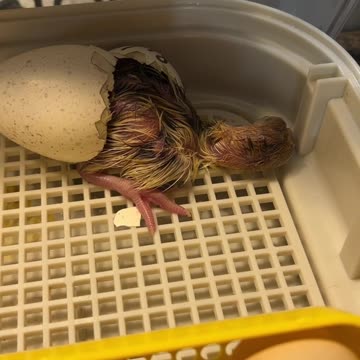 Allan and Allan had a baby Allan