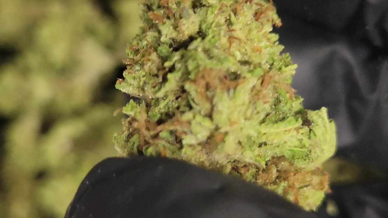 THC FLOWER - STRAIN OF THE WEEK™