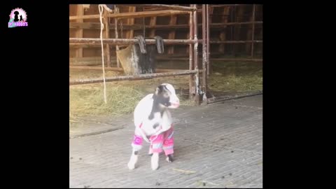 Hilarious Pets Doing Dumb Stuff 😂
