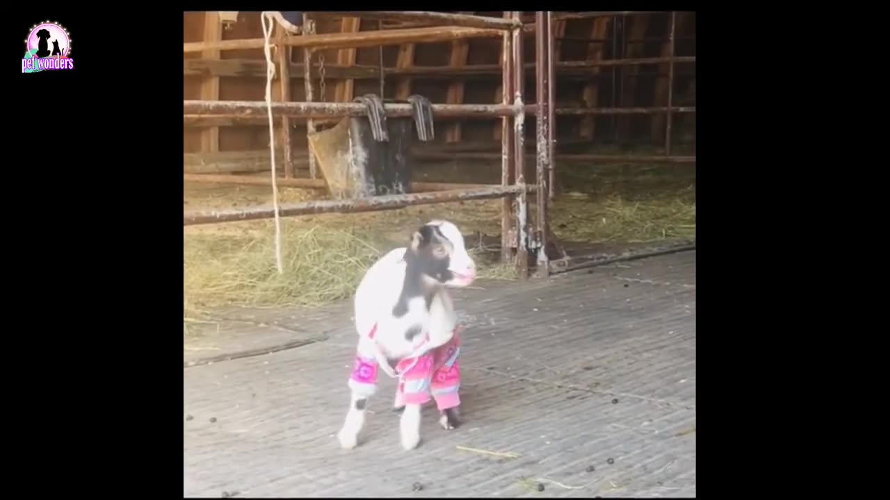 Hilarious Pets Doing Dumb Stuff 😂