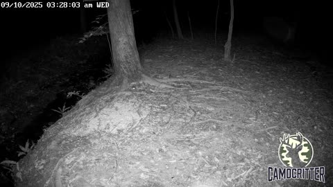 CamoCritter Critter Cam Live Stream