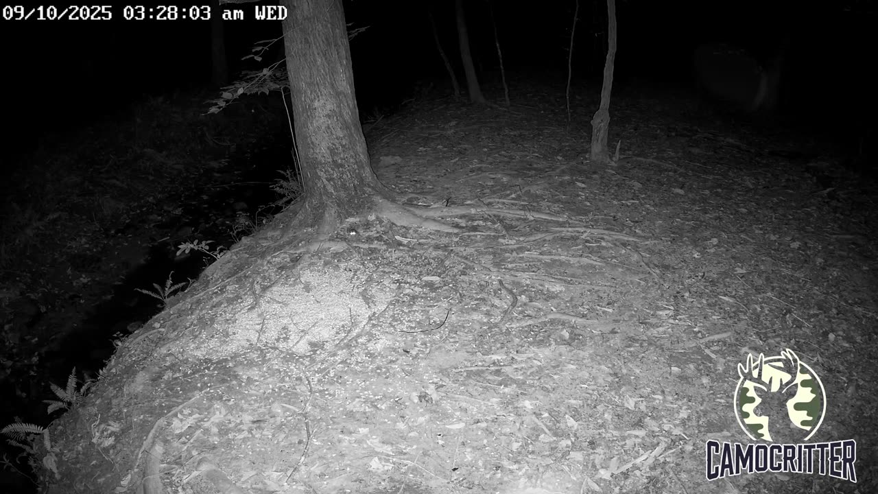 CamoCritter Critter Cam Live Stream