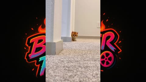 🐱 😂 "These Cats Are the Worst Criminals Ever"
