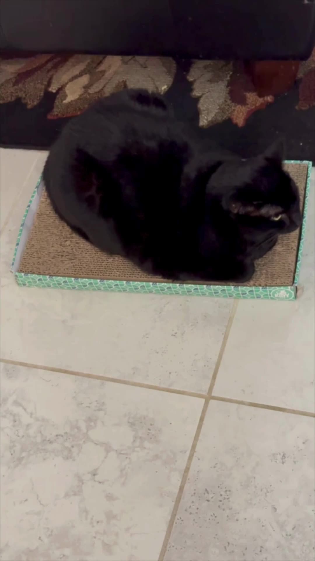 Cute Precious Piper is a Black Velvet Tuffet Sitter - My Adopted Shelter Cat Vlog #shorts