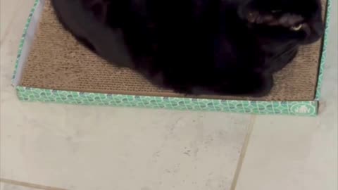Cute Precious Piper is a Black Velvet Tuffet Sitter - My Adopted Shelter Cat Vlog #shorts