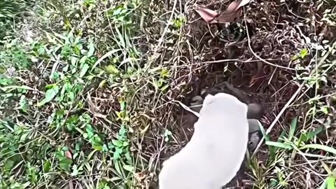 she was asking for help to save her cubs