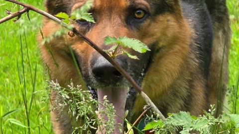 Virgil german shepherd.