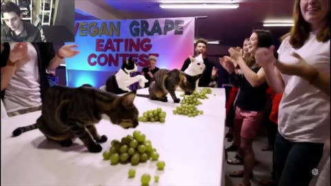 Outtake #1,184 Of The Cats Attempt The Vegan Grapes Eating Contest Fake Funny Parody Video