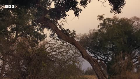 ‎Leopards Clash Over Territory | Big Cats 24/7 | BBC Earth