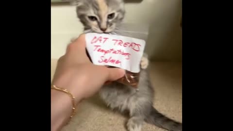 Meow Madness: Funny Cat Clips to Make You LOL!
