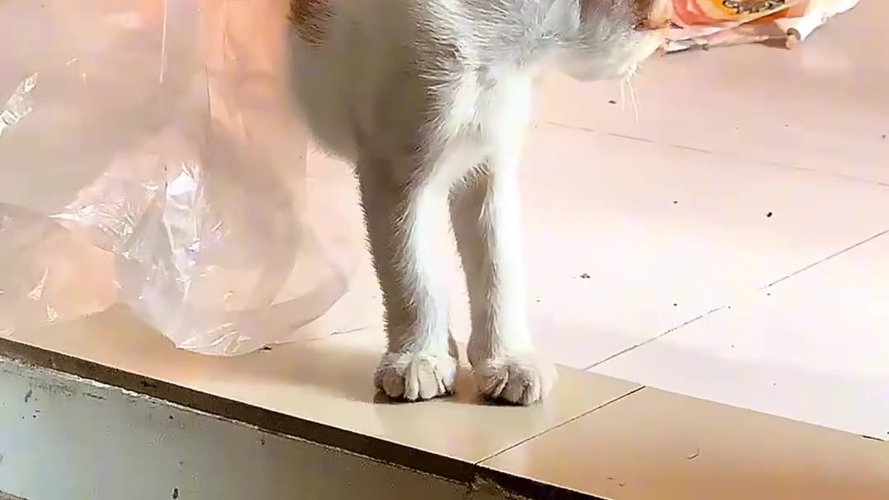 Cat funny video
