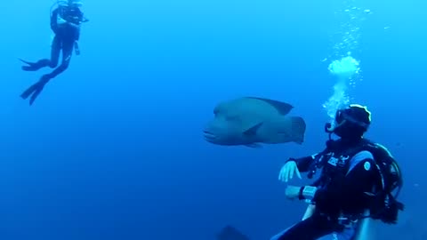 Dolphin Fish
