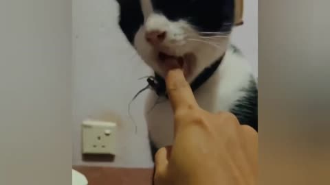 Cute Cat compilation