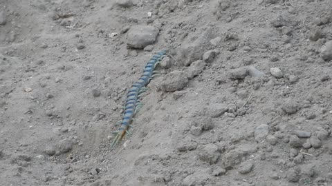 Tiger Centipede