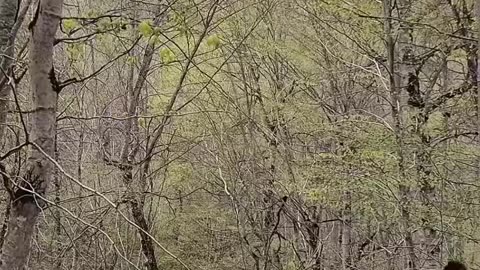 Tree House in jungle