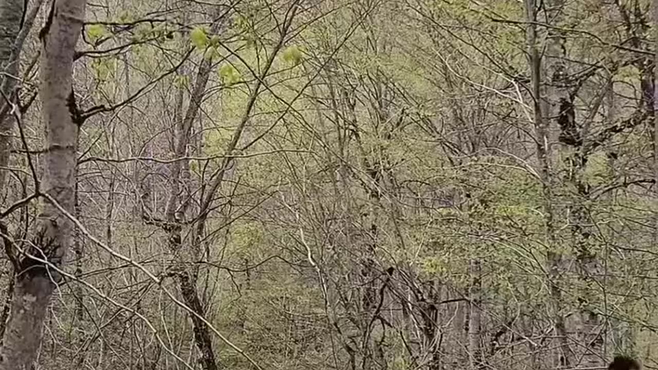 Tree House in jungle