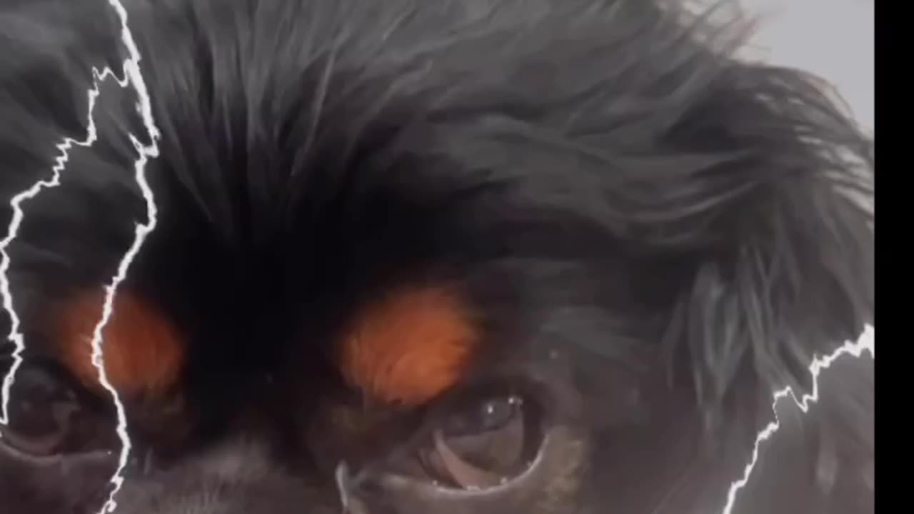 CutieCavaliers