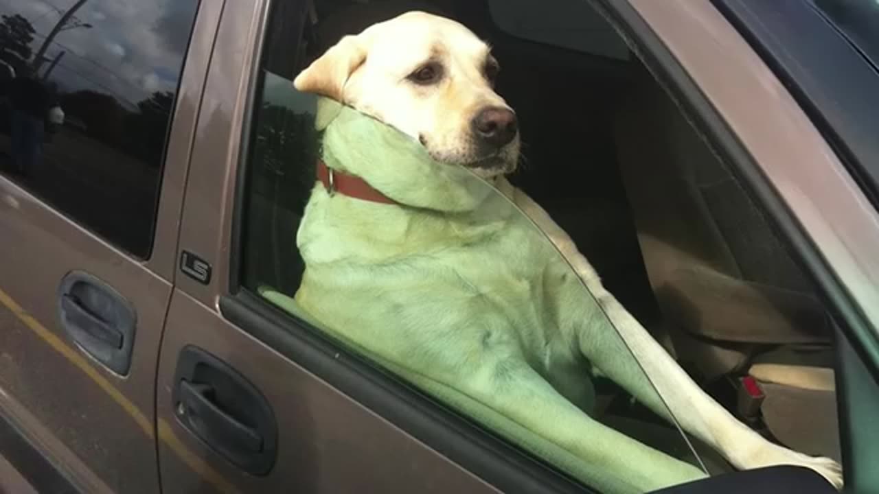 Funny Dogs And Cats Videos