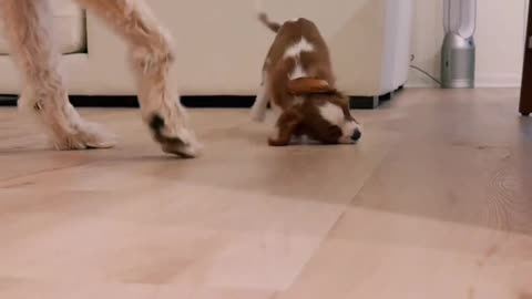 "Dogs Falling… and Loving It 😂🐾