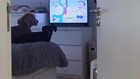 Funny Dog clip