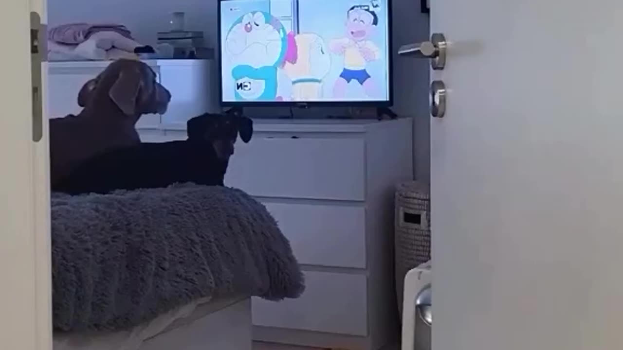 Funny Dog clip