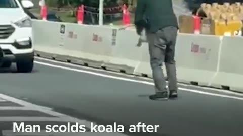 Kindness. rescue a koala