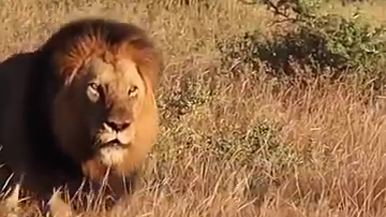 Black-maned lions