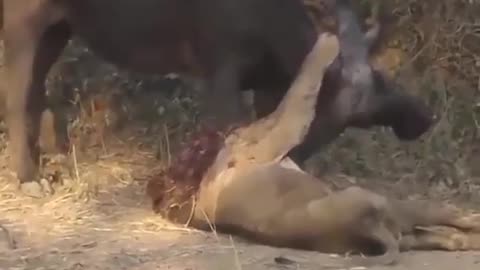 Epic Lion vs Buffalo battle at Mwamba Bush Camp.