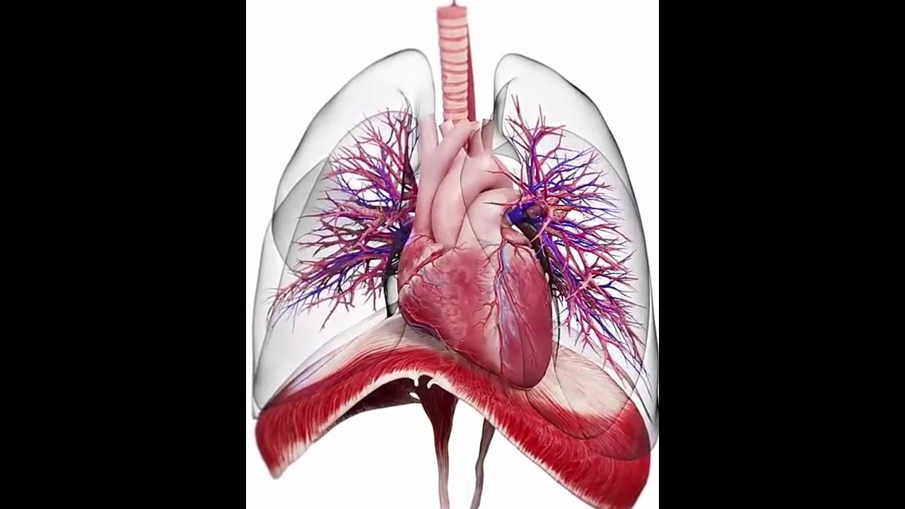 How the human heart and lungs work inside the body