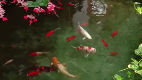 Relaxing Sounds of a Koi Pond – Gentle Water Splashes for Stress Relief