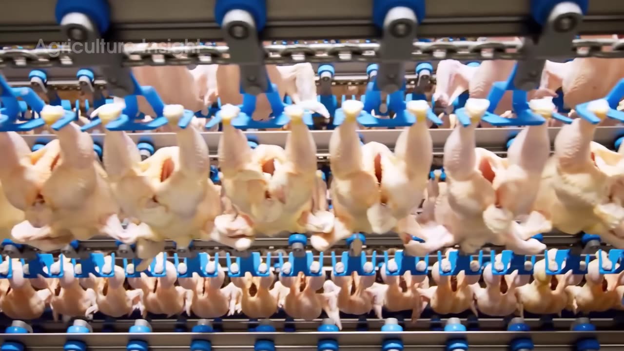 How MILLION Tons of Sheep Wool & Meat 🐑 Are Produced | Inside a Modern Processing Factory!