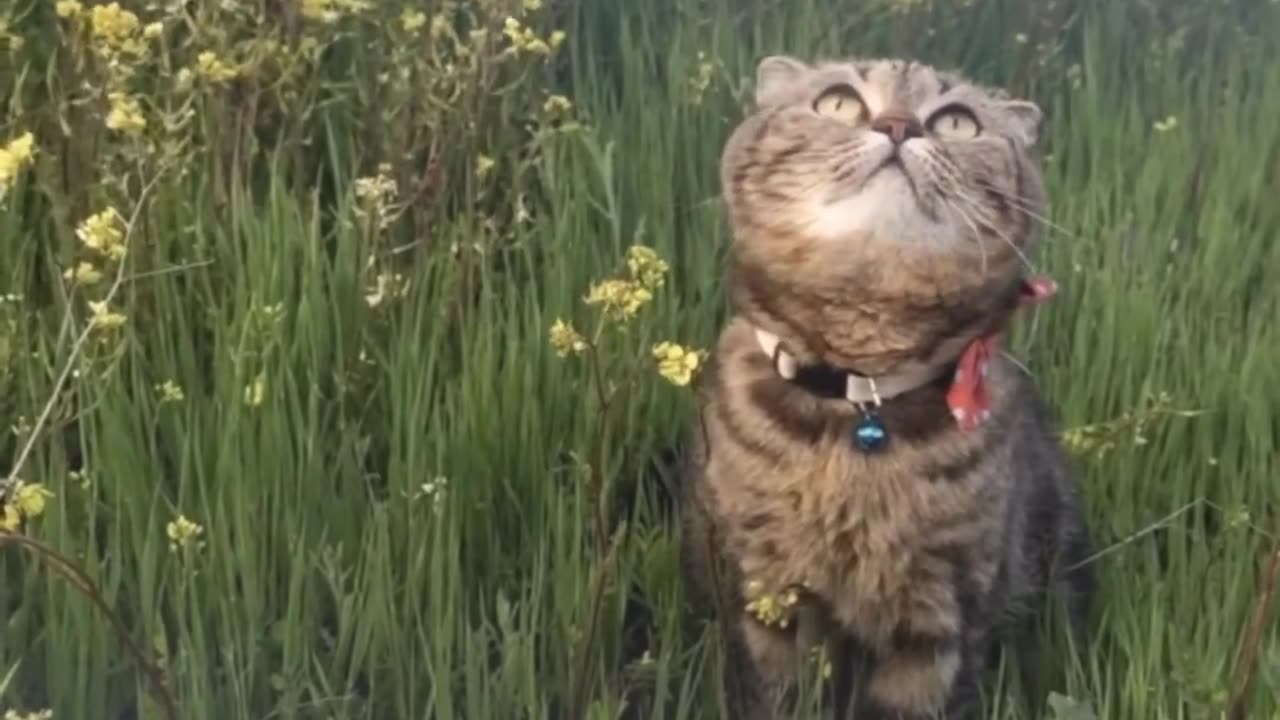 Official music video