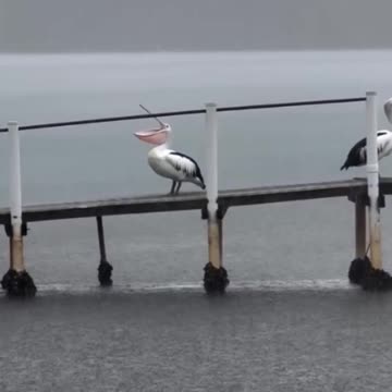 Catching the rain.. 😂