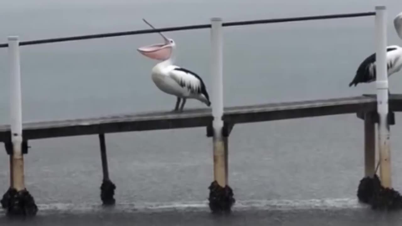 Catching the rain.. 😂