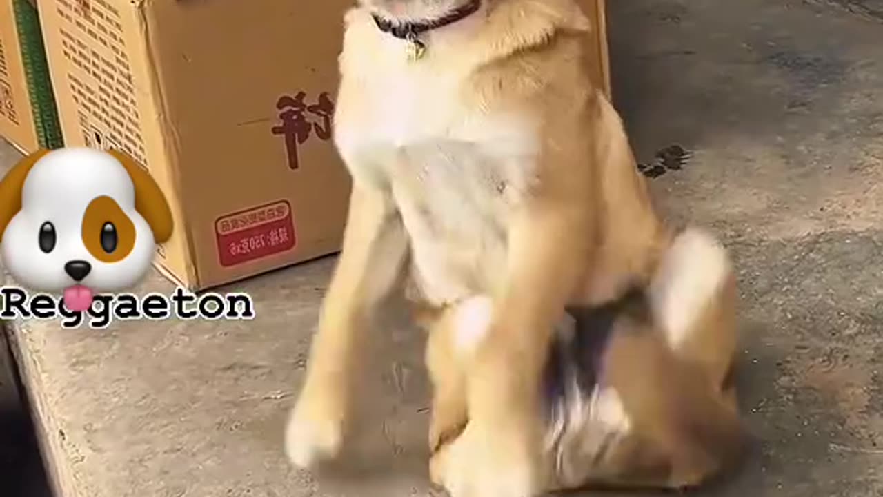 sleepy moment of Dogs