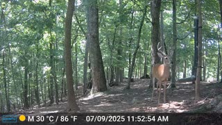 The Woods – 07/10/2025
