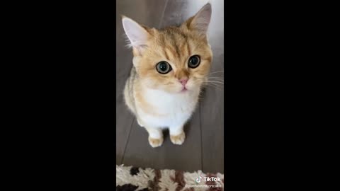 Relaxing Cat Compilation