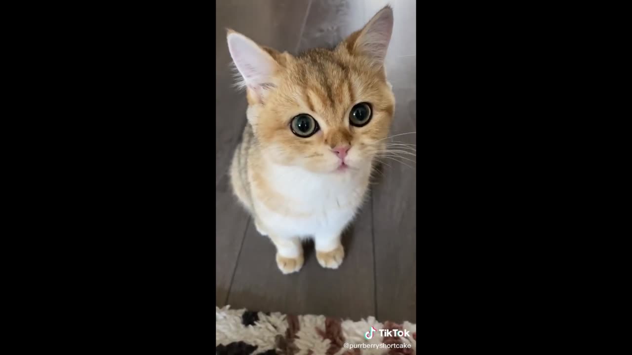 Relaxing Cat Compilation