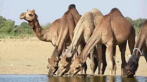 قصة وقصيدة الشيخ صفوك الجربا ابو خوذه وخلف ابن دعيجا