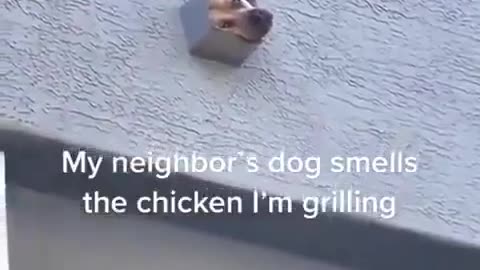 🍗🤣 BBQ Chicken Cravings Gone Wild! | FunFM