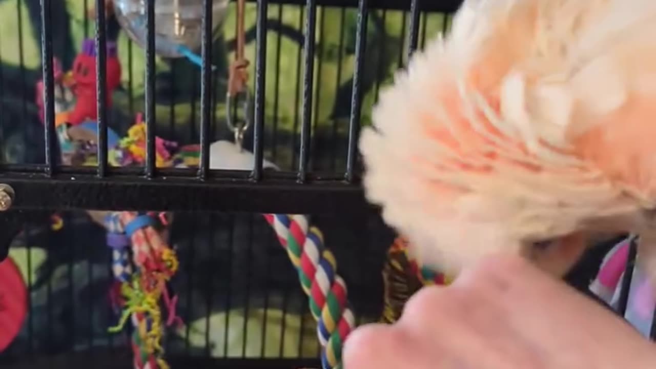 He Is Shredding A Toy!