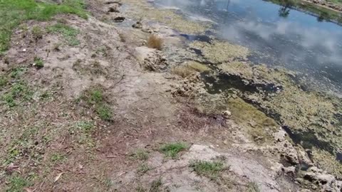 Shrimp Lured, Fish Escaped! Mixed Catch and Unforeseen Event Pt 1