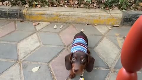 DOG'S DYNASTY: PAW OF POWER