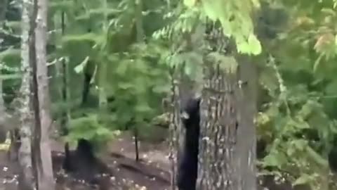 😱🐻 This Bear's Reaction Is Priceless! Ahh Bear | FunFM