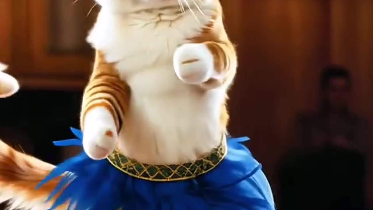 Dancing cat
