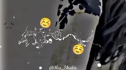 Bushra name video