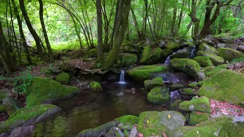 Forest Ambience, Water Sounds, Birds Singing, ASMR