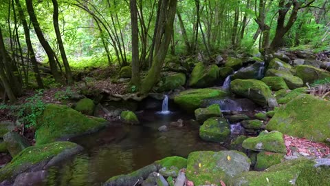 Forest Ambience, Water Sounds, Birds Singing, ASMR